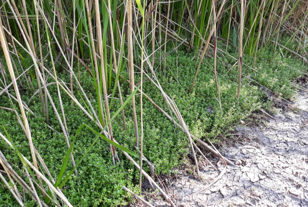 Watercrassula_1
